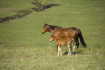 foal and a mare graze on a green meadow in the spring. the horse looks into the distance.