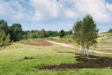 Fototapeta na wymiar Heather Landscape with Birch Trees and Hiking Trails