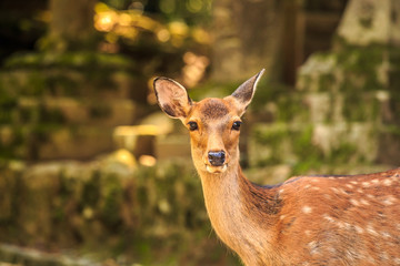 奈良の鹿