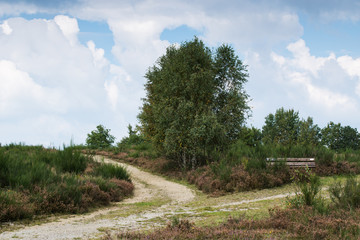 Lüneburger Heide Landschaft mit Wegen, Heidekraut und Birken