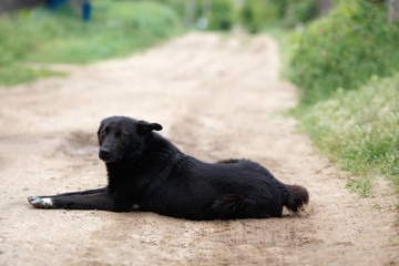 Big black mongrel dog on the road