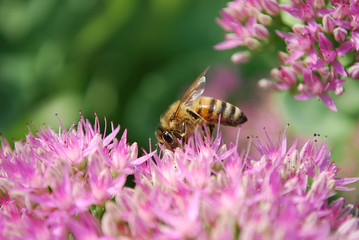 пчела собирает пыльцу