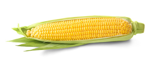 Fresh corn cob, isolated on white