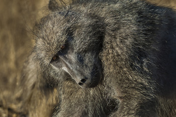 Baboon, South Africa