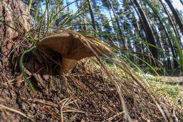 wild mushroom in the forest