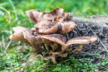 Brown mushrooms