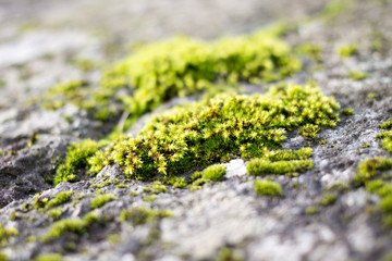 Moss