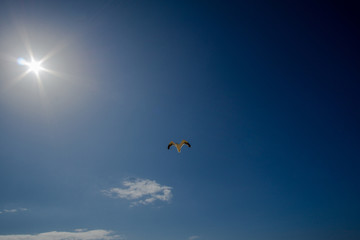 Fototapeta na wymiar Blue sky with sun and gull