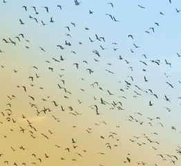 Birds flock, background
