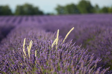 Lavanda in Provenza