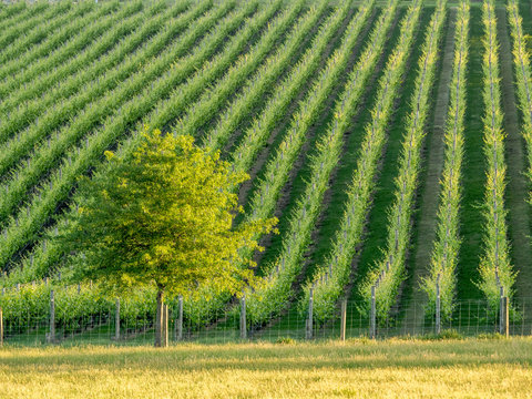 Tree on a Vineyard Boundary
