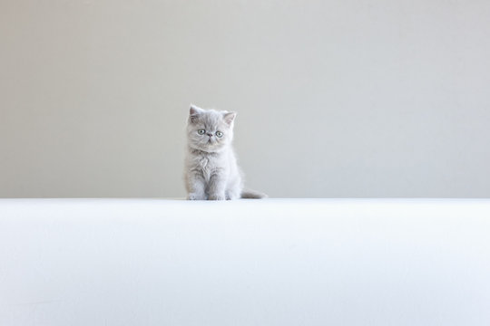 Little Gray Kitten on  Gray Background
