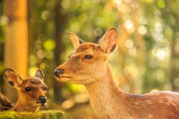 奈良の鹿