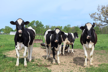 Four dairy cows in a rural farm field eating grass and posing. Blue sky is in the background.