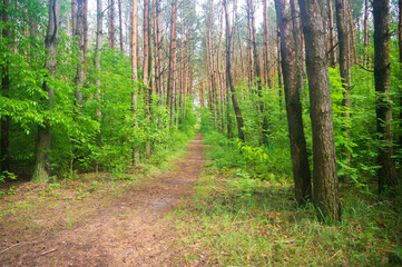 path passing through green forest
