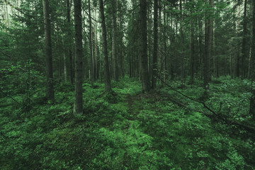 Fototapeta premium Mysterious dark forest in Karelia. wilderness landscape forest with pine trees and moss on rocks. Mystical forest.