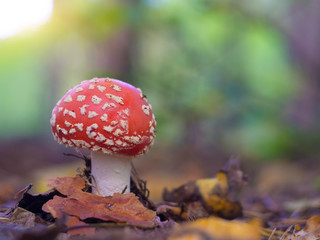 mushroom in the autumn