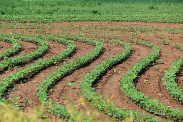 Early spring soybean plants weaving a pattern in a farm field