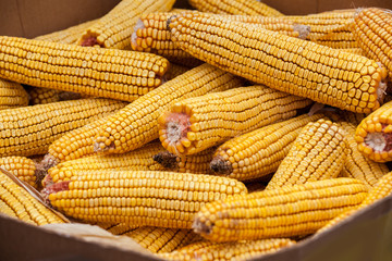 Fototapeta na wymiar Ears of field corn displayed at a farmers market 