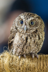 Ferruginous Pygmy-Owl, Guatemala
