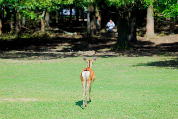 奈良の鹿