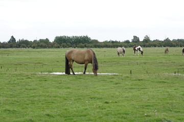 Naklejka na ściany i meble Free range horses horsing arround and drinking water on the great grass land planes of Amager Fælled fall/autumn of 2017