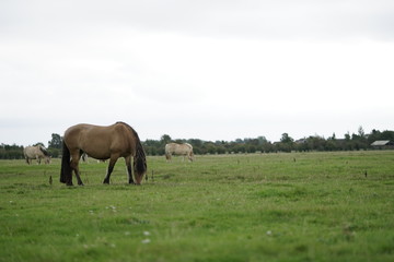 Free range horses horsing arround and grazing on the great grass land planes of Amager Fælled fall/autumn of 2017