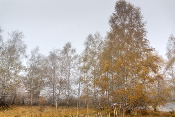 Fototapeta premium Autumn Landscape with yellow trees, Vitosha Mountain, Sofia City Region, Bulgaria