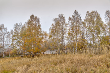 Autumn Landscape with yellow trees, Vitosha Mountain, Sofia City Region, Bulgaria