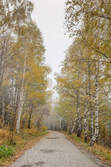 Autumn Landscape with yellow trees, Vitosha Mountain, Sofia City Region, Bulgaria
