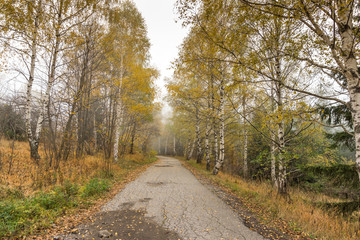 Obraz premium Autumn Landscape with yellow trees, Vitosha Mountain, Sofia City Region, Bulgaria