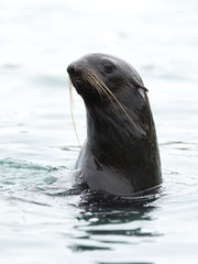 sea lions, Bering Island, Russia