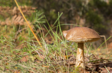 Mushroom 3