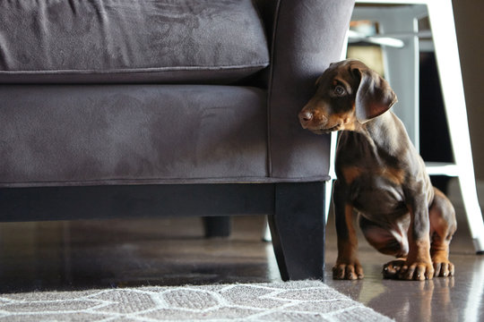 Doberman puppy