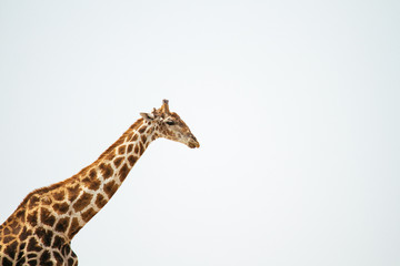 A giraffe head and long neck portrait on a clear bright day