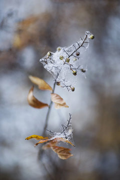 Early morning frost: wet spider web on almost leafless twig with berries on