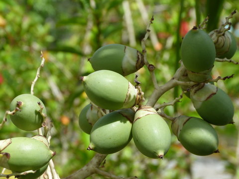una vision diferente de los  coquitos o  frutos de palmera enana (R.D)