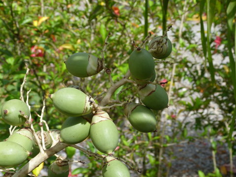Los coquitos o  frutos de palmera enana