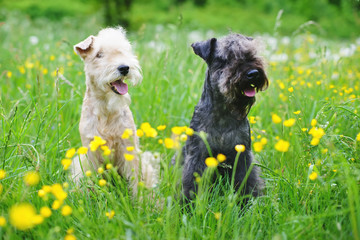 Red and blue Lakeland Terrier dogs sitting outdoors on a green grass with yellow flowers