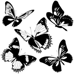 black butterfly, isolated on a white
