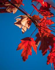 Vertical photo of red maple leaves on a branch against a blue sky background
