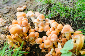 Sulphur tuft (hypholoma fasciculare) mushrooms