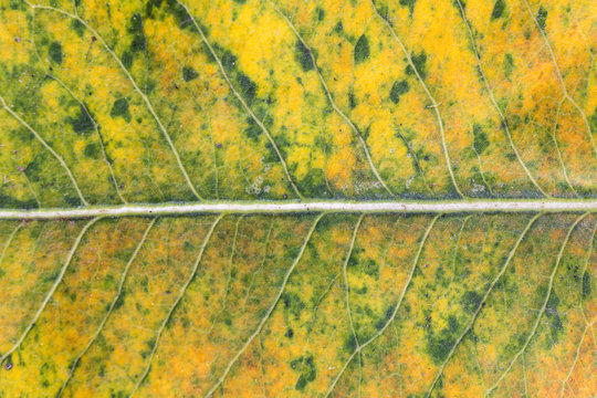 Fall colors. Closeup