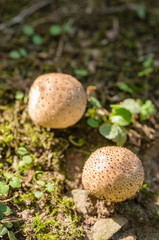 Saffron parasol mushroom (cystoderma amianthinum)