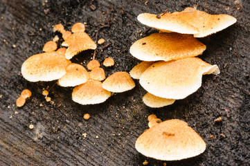 Merulius tremellosus, a bracket fungus with a gelatinous underside, commonly found on dead or dying...