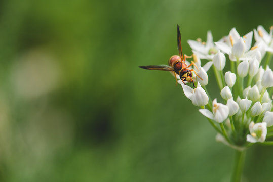 Paper Wasp on a chive flower