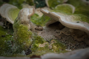 In The Woods 010