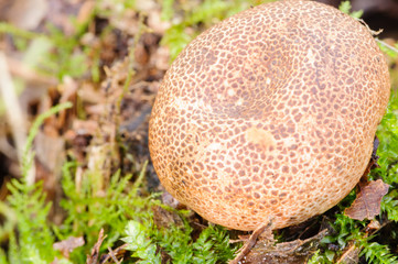 Common or Giant Puffball (lycoperdon perlatum) an edible and prized fungus popular for its flavour