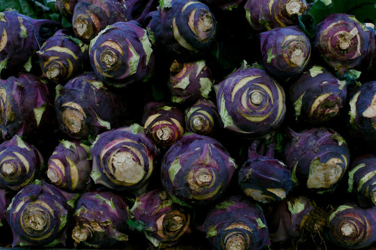 Rows of purple cabbage