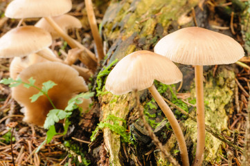 Toadstool mushrooms growing on a forest floor